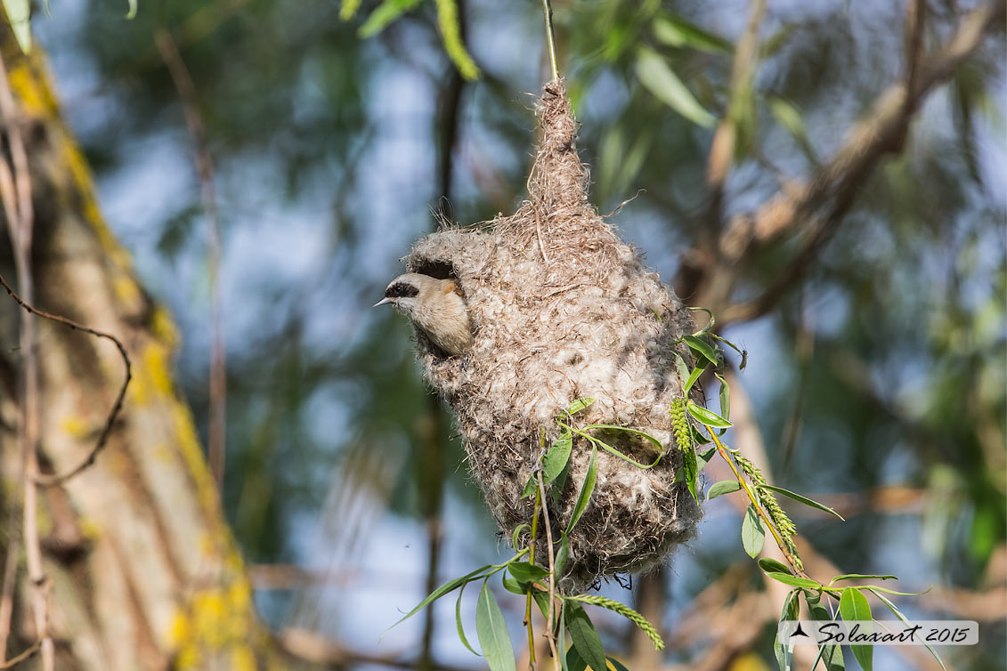 Remiz pendulinus:  Pendolino;  Penduline tit