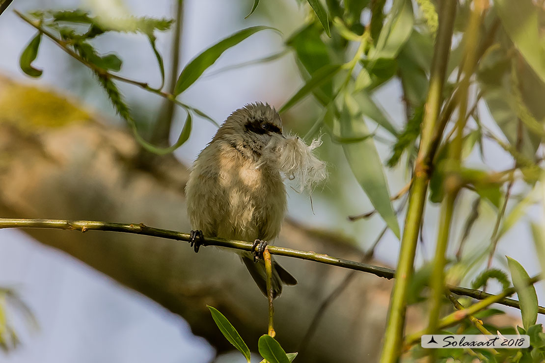 Remiz pendulinus:  Pendolino;  Penduline tit