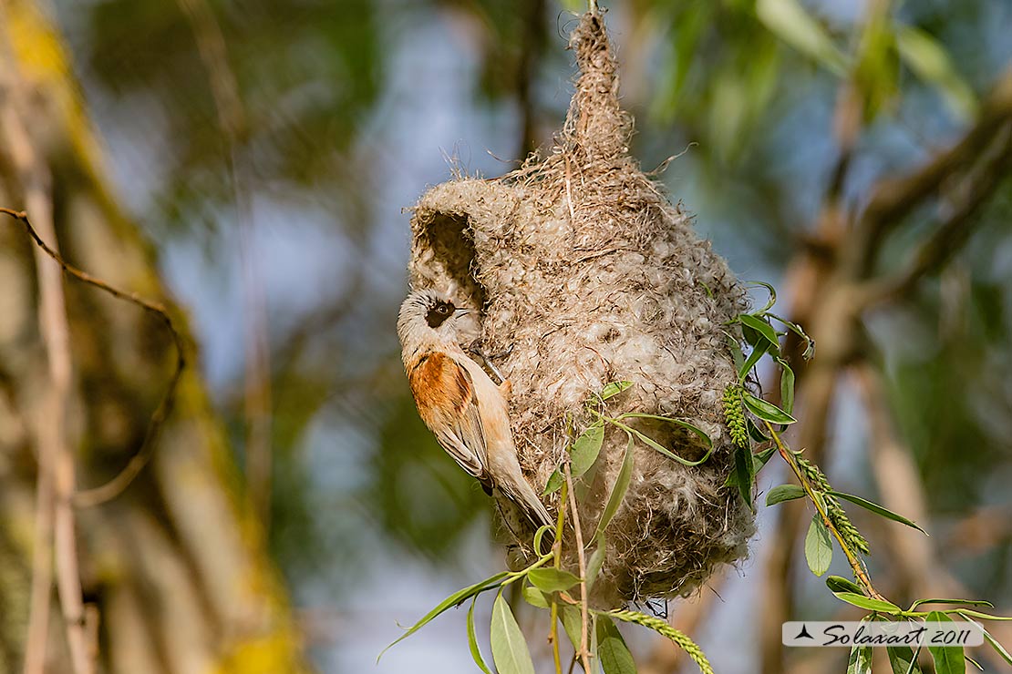 Remiz pendulinus:  Pendolino;  Penduline tit