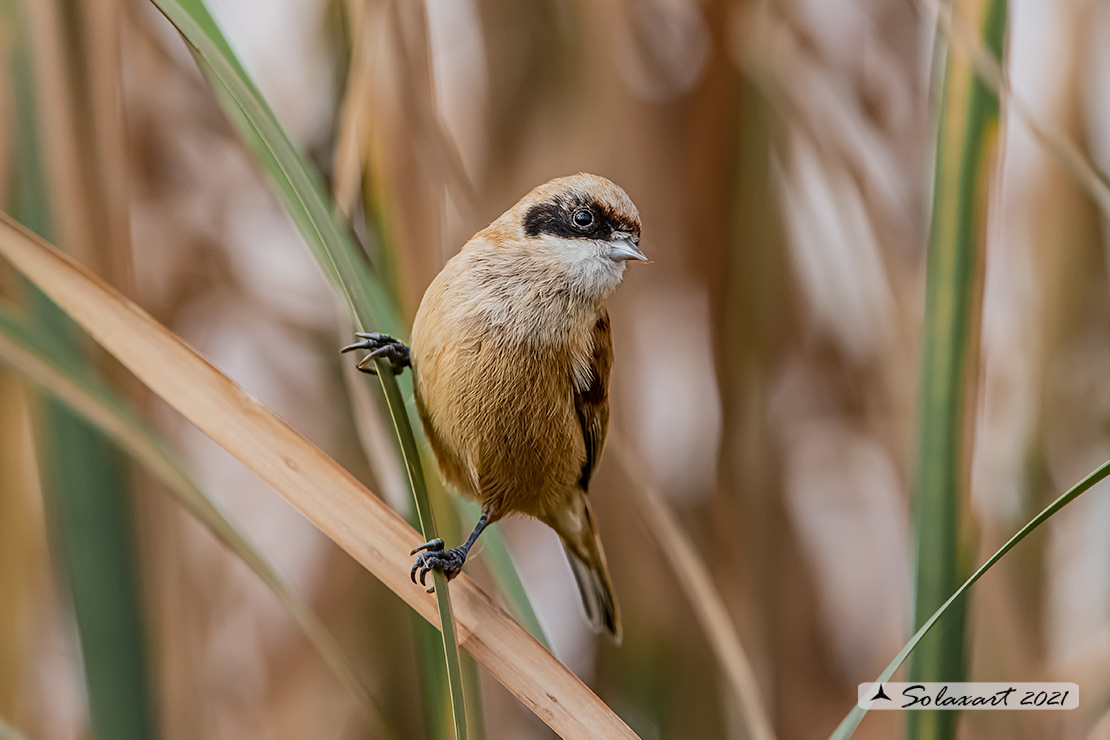 Remiz pendulinus:  Pendolino;  Penduline tit