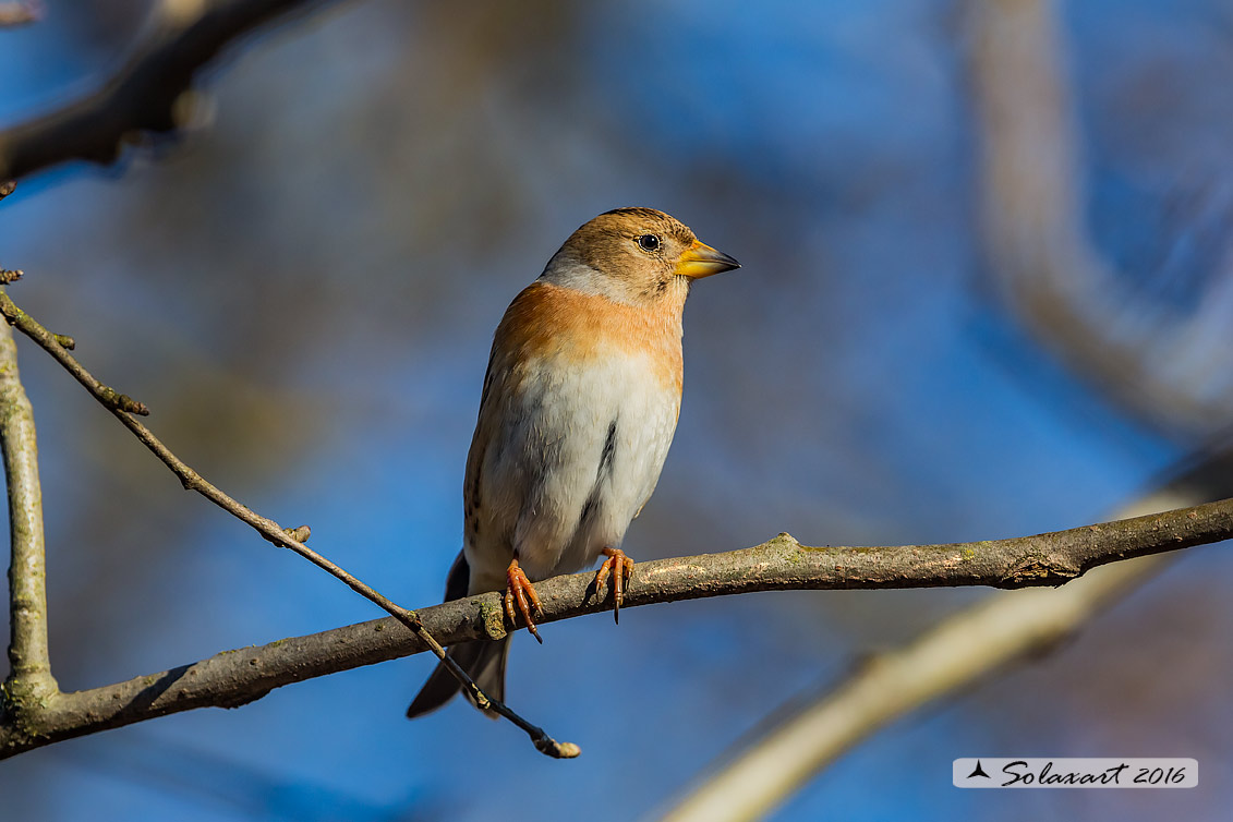 Fringilla montifringilla  -  Peppola  -  Brambling