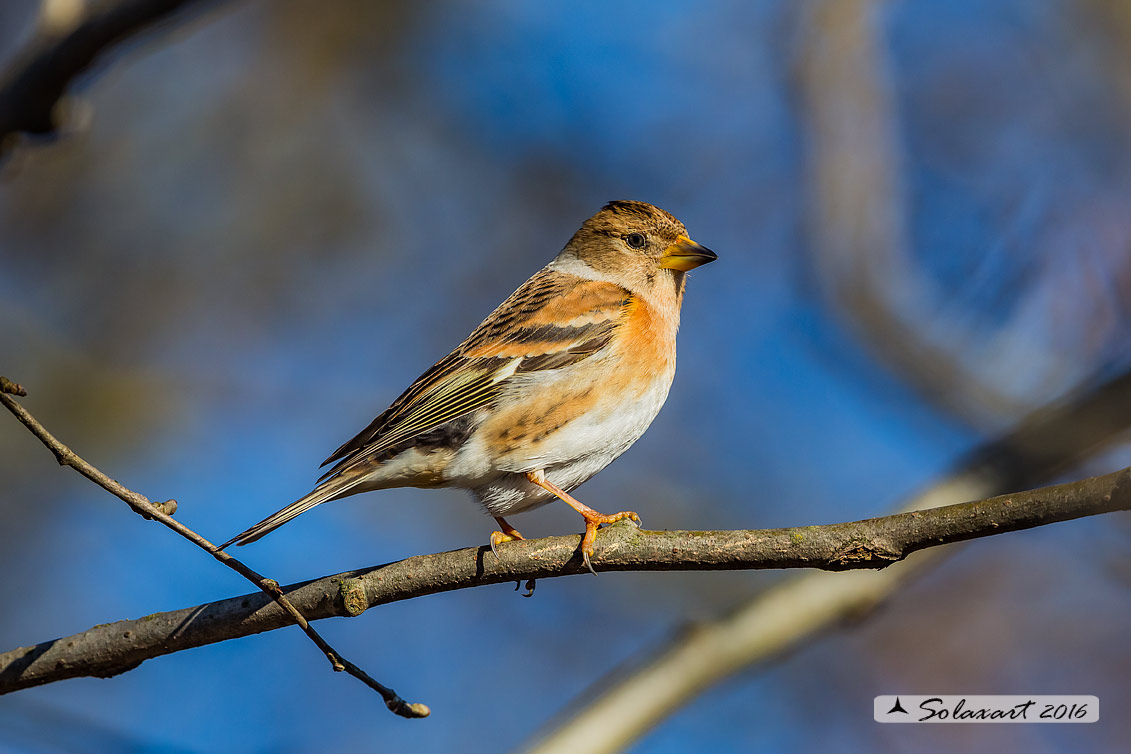 Fringilla montifringilla  -  Peppola  -  Brambling