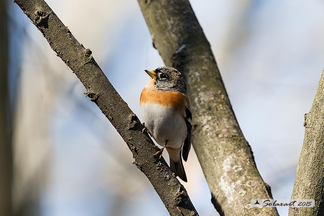 Fringilla montifringilla - Peppola - Brambling
