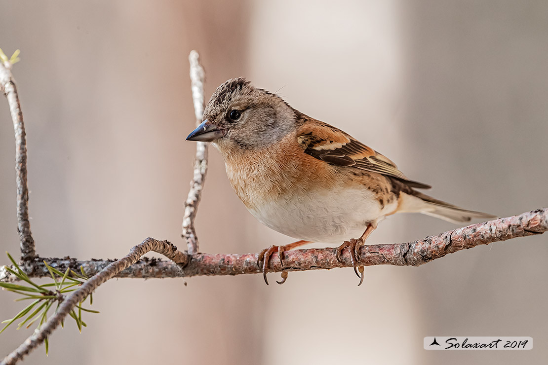 Fringilla montifringilla  -  Peppola  -  Brambling