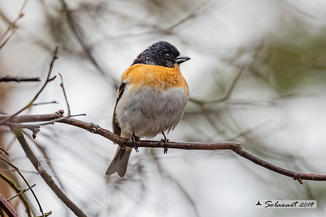 Fringilla montifringilla - Peppola - Brambling