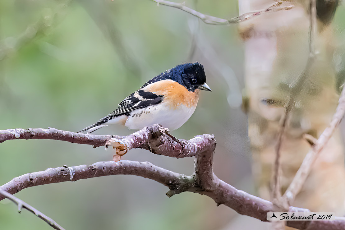 Fringilla montifringilla - Peppola - Brambling