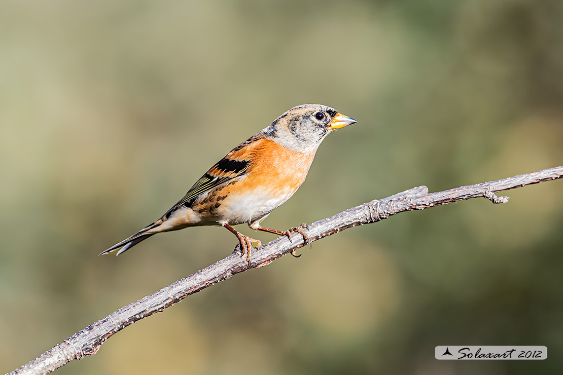 Fringilla montifringilla - Peppola - Brambling