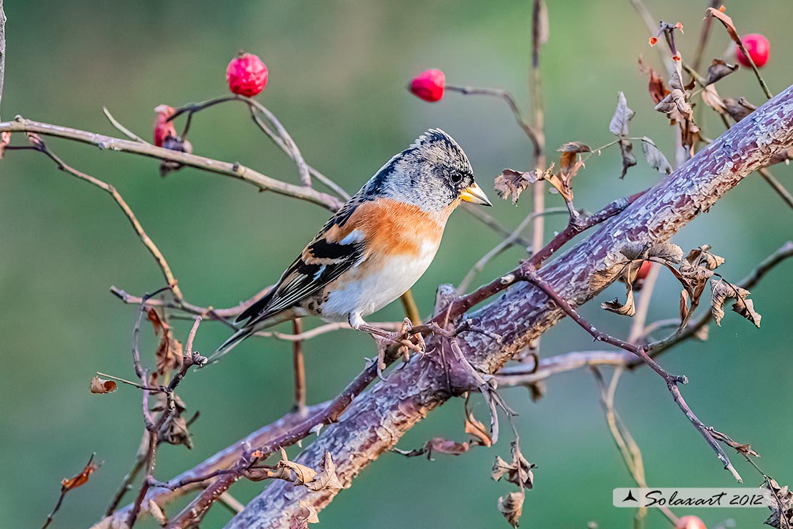 Fringilla montifringilla - Peppola - Brambling