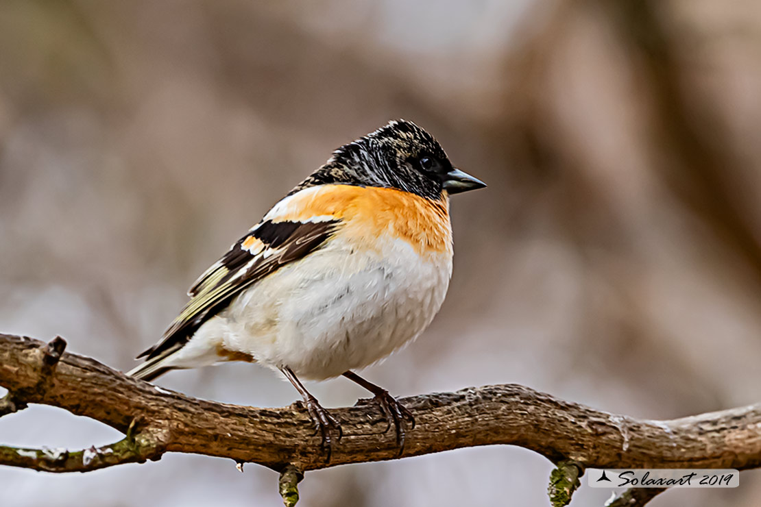 Fringilla montifringilla - Peppola - Brambling