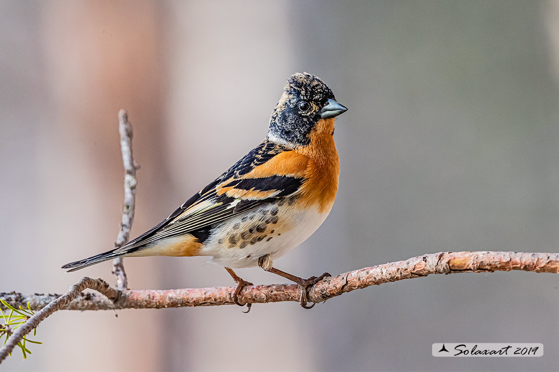 Fringilla montifringilla - Peppola - Brambling
