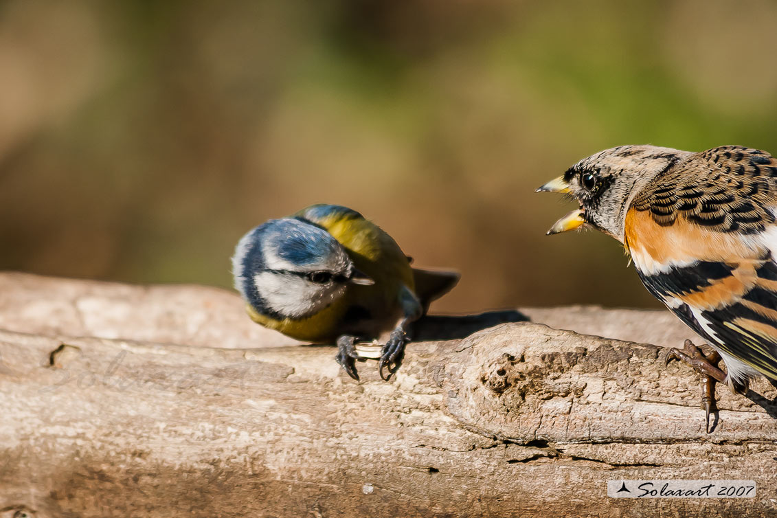 Peppola (Fringilla montifringilla) -  assale una cinciarella