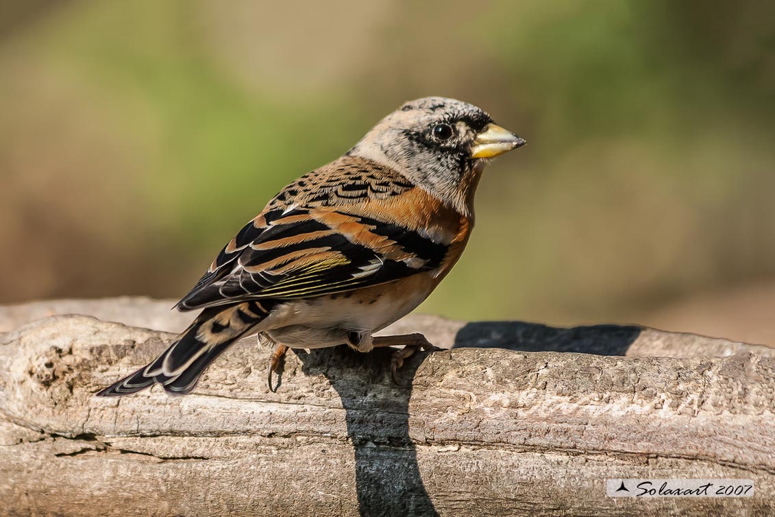 Peppola (Fringilla montifringilla)