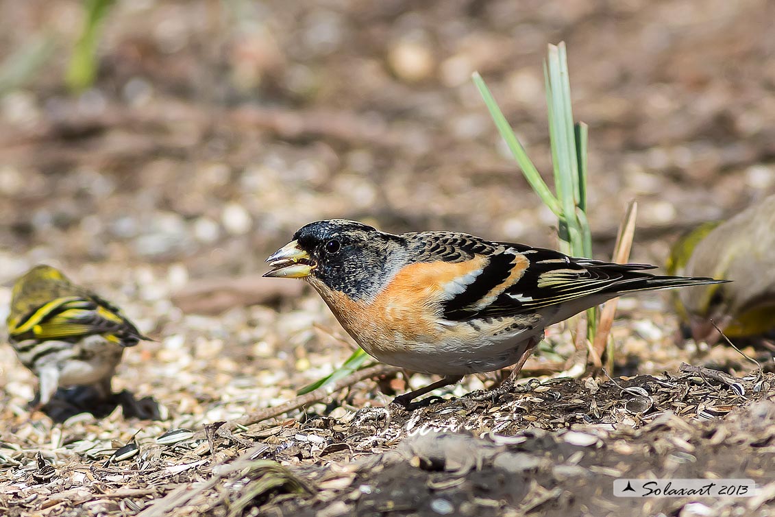 Fringilla montifringilla - Peppola - Brambling