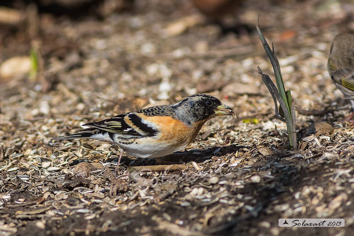 Fringilla montifringilla - Peppola - Brambling