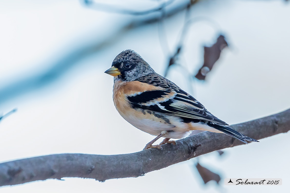 Fringilla montifringilla - Peppola - Brambling