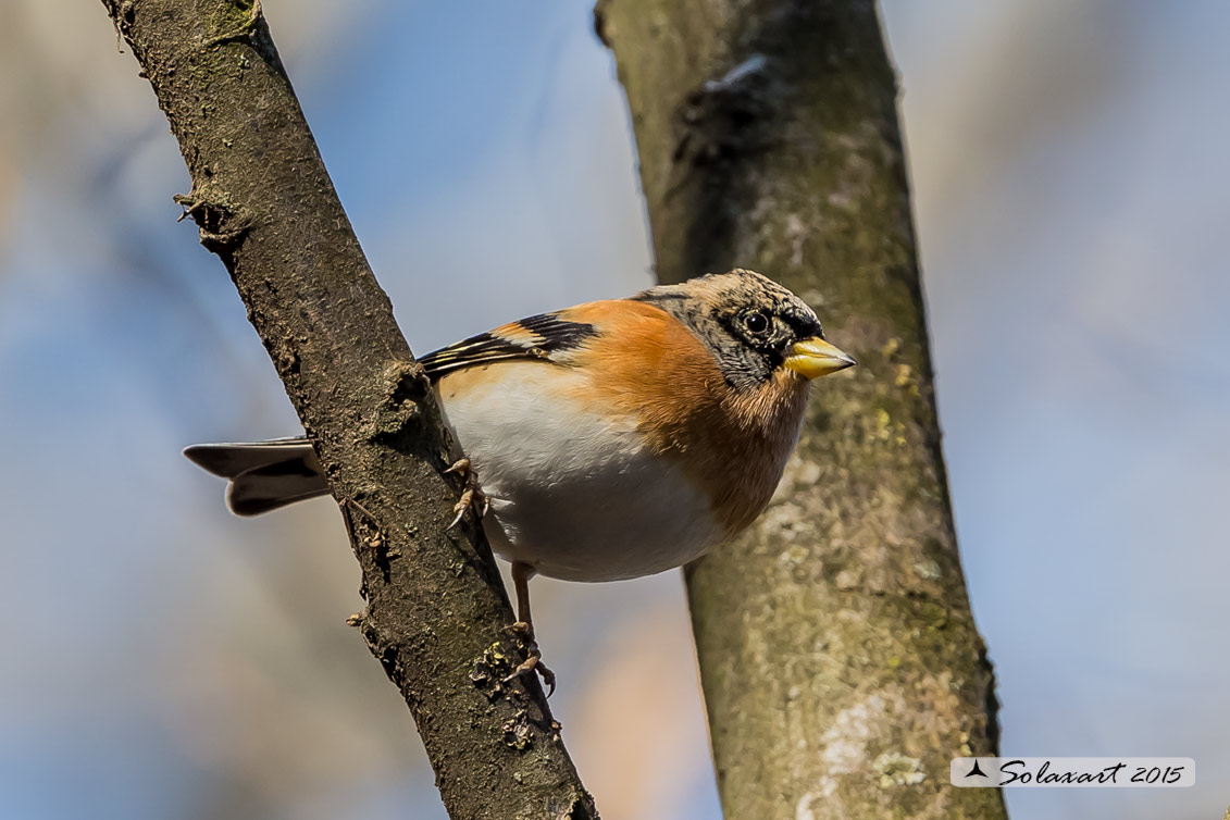 Fringilla montifringilla - Peppola - Brambling