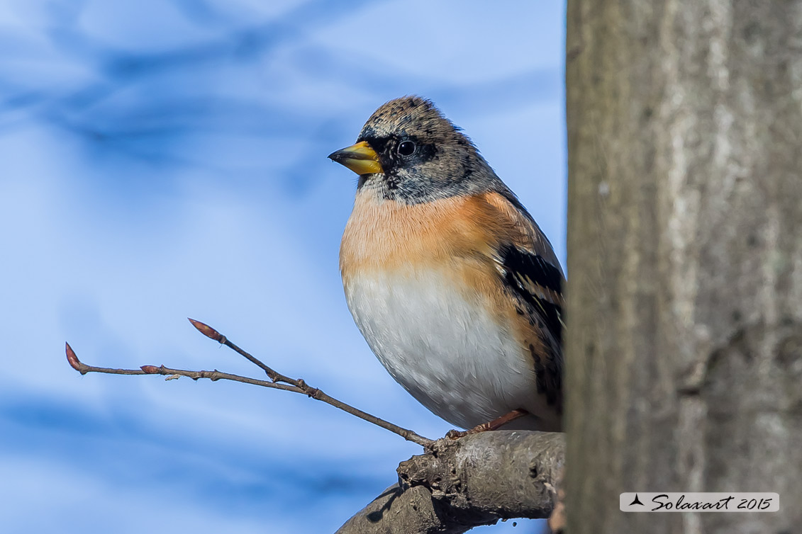 Fringilla montifringilla - Peppola - Brambling