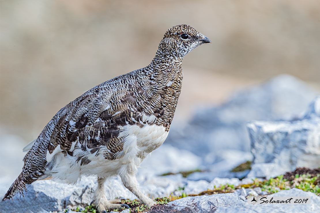 Lagopus muta: Pernice bianca; Rock ptarmigan
