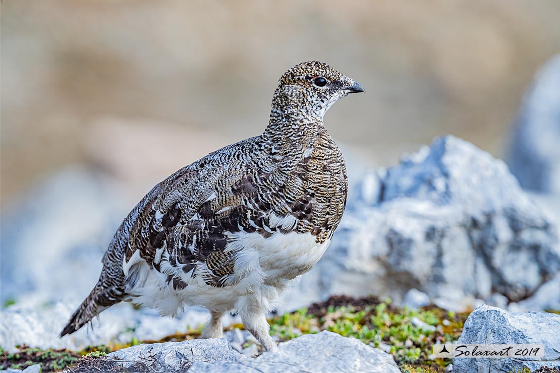 Lagopus muta: Pernice bianca; Rock ptarmigan