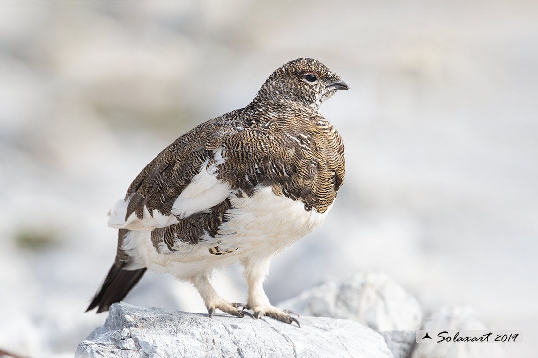 Lagopus muta: Pernice bianca; Rock ptarmigan