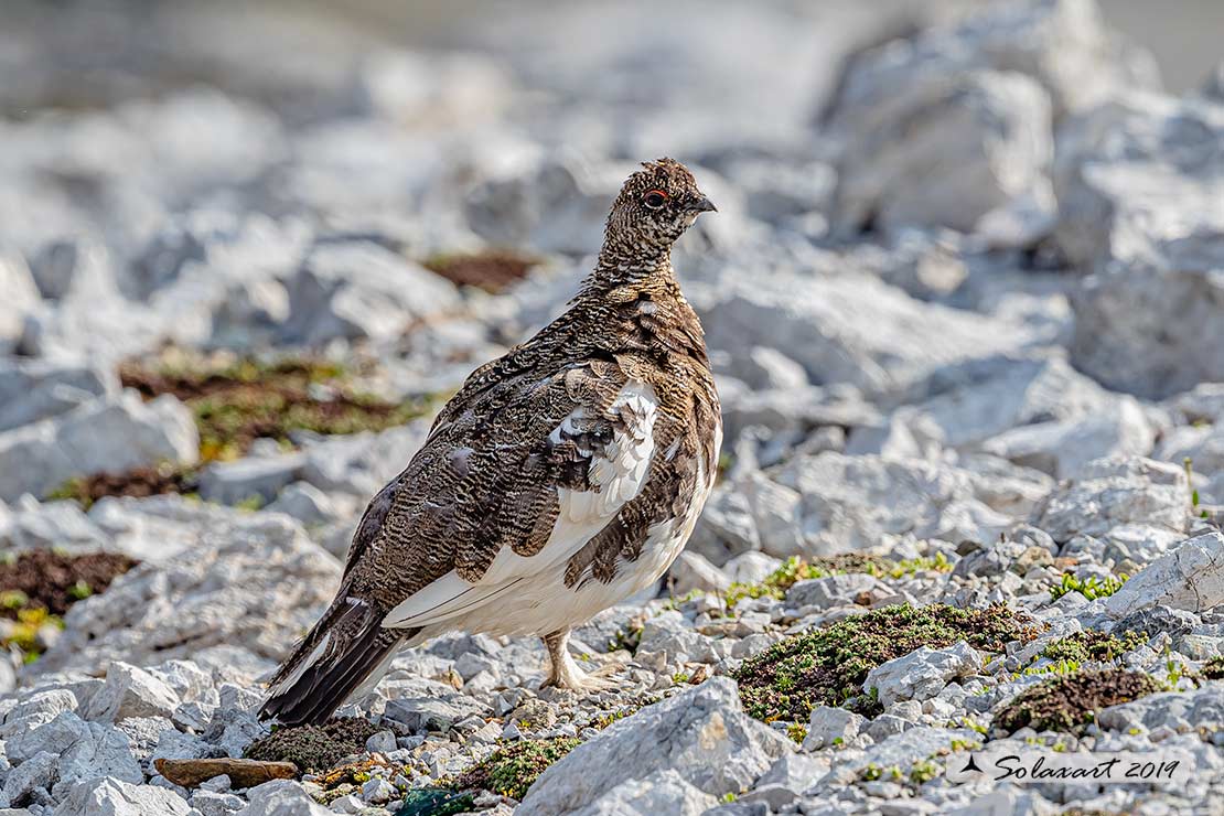 Lagopus muta: Pernice bianca; Rock ptarmigan