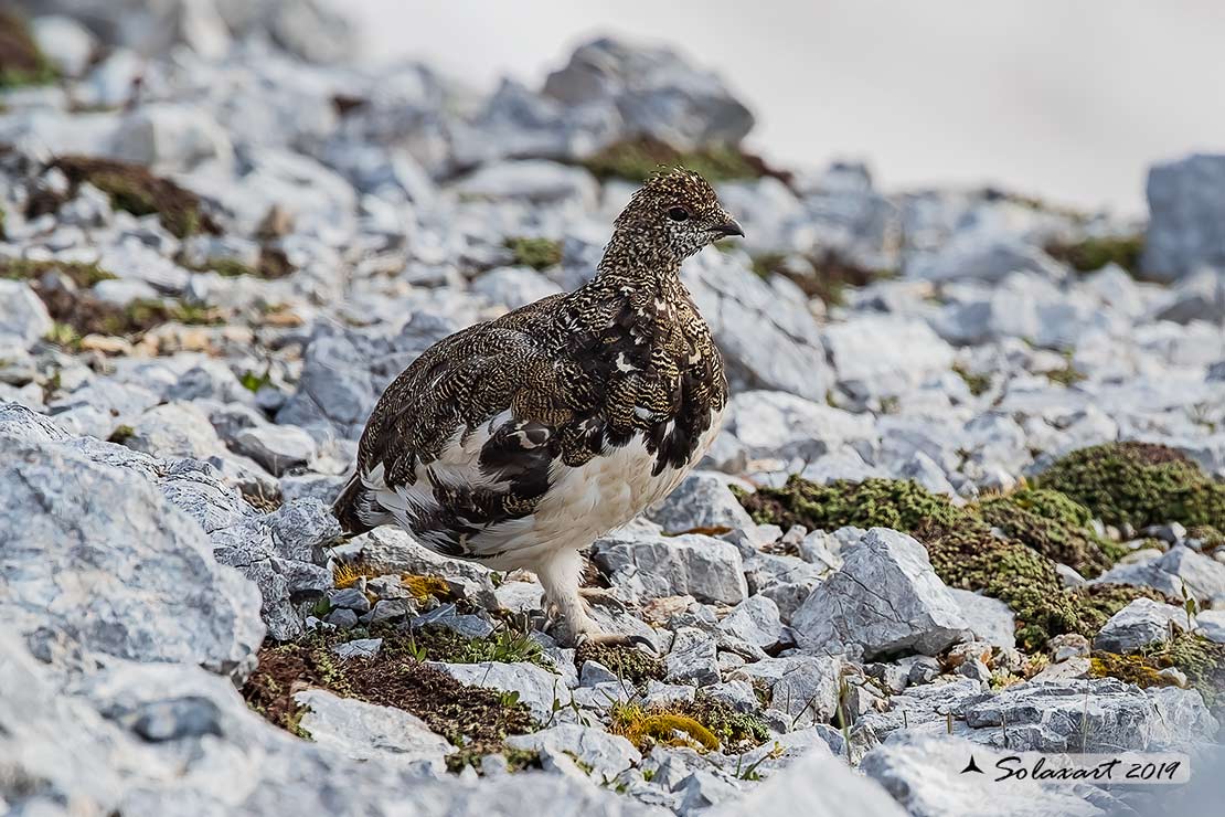 Lagopus muta: Pernice bianca; Rock ptarmigan