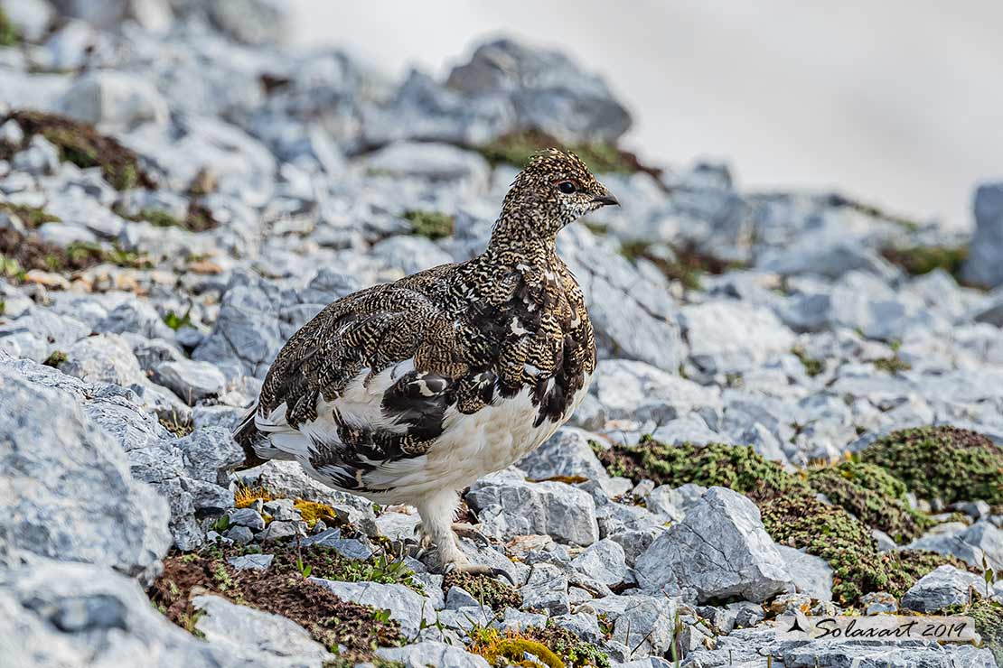 Lagopus muta: Pernice bianca; Rock ptarmigan