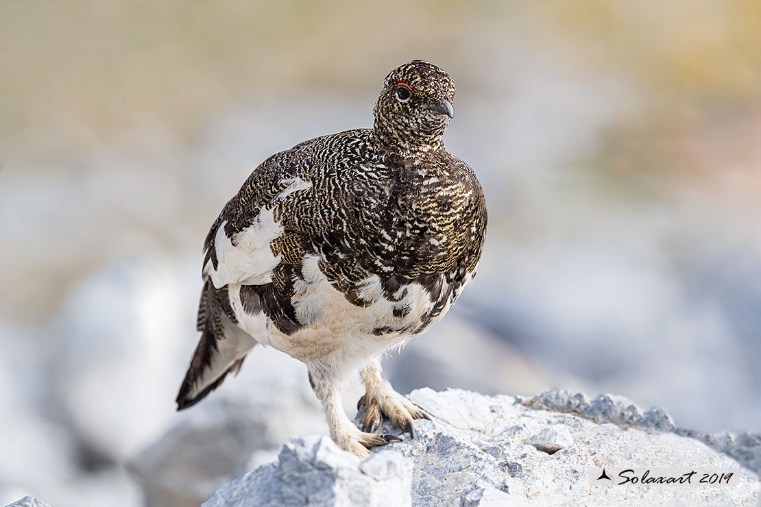 Lagopus muta: Pernice bianca; Rock ptarmigan