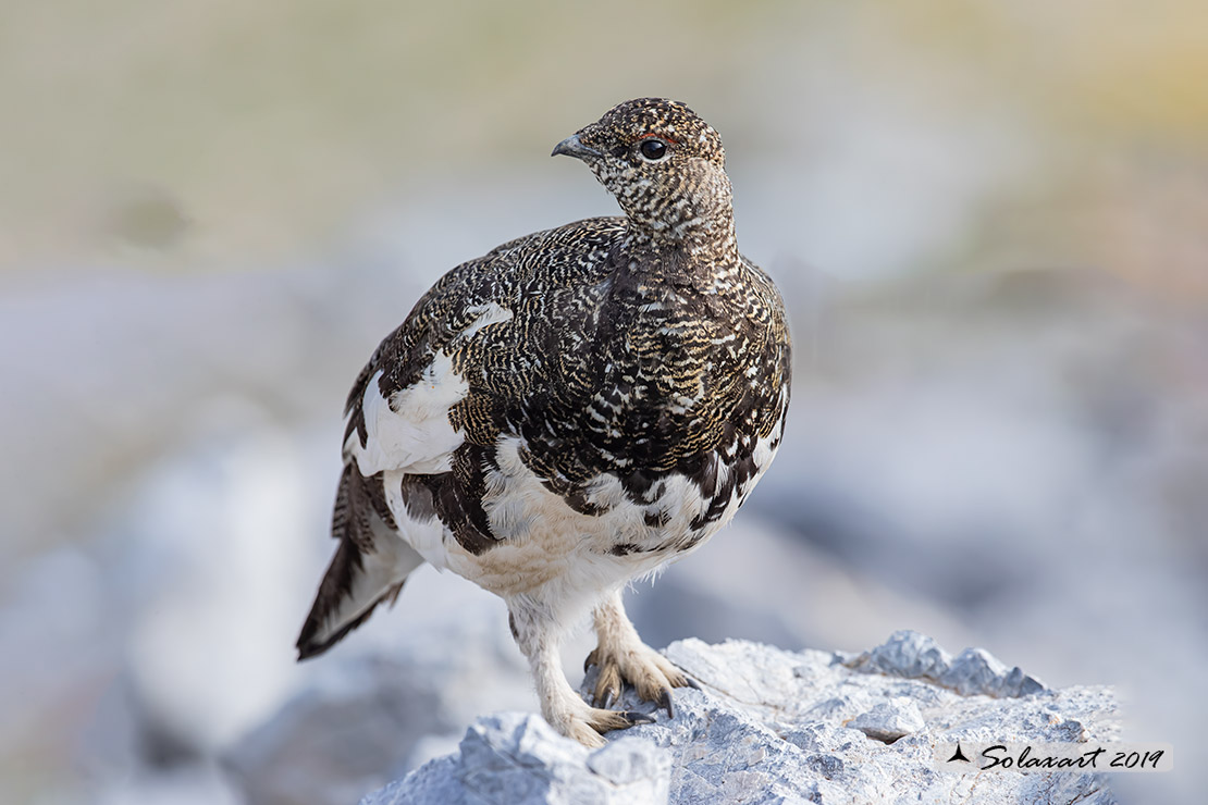 Lagopus muta: Pernice bianca; Rock ptarmigan