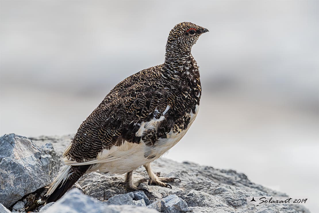 Lagopus muta: Pernice bianca; Rock ptarmigan
