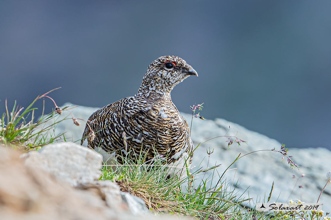 Lagopus muta: Pernice bianca; Rock ptarmigan
