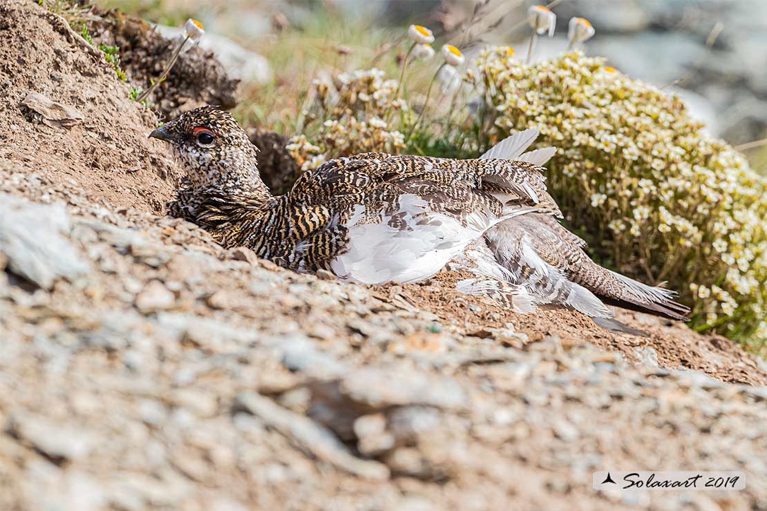 Lagopus muta: Pernice bianca; Rock ptarmigan