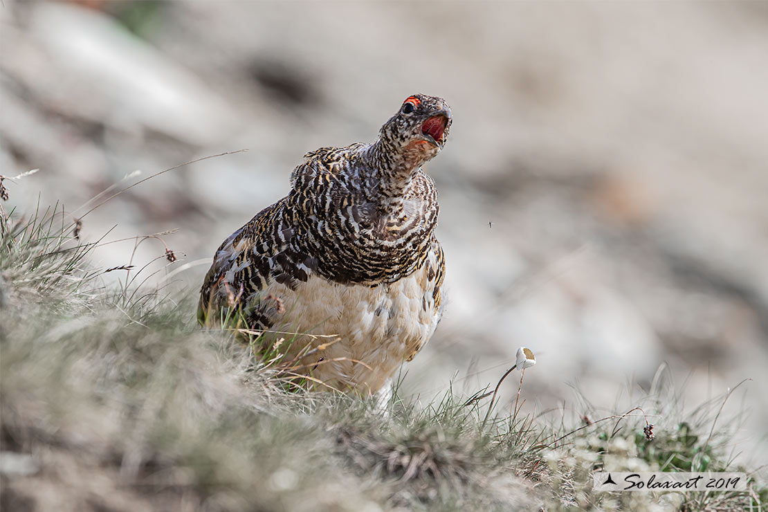 Lagopus muta: Pernice bianca; Rock ptarmigan