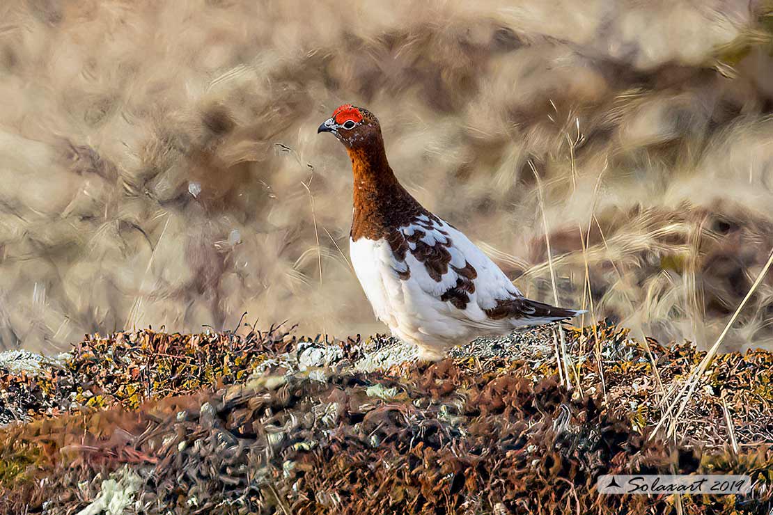 Lagopus lagopus - Pernice bianca nordica - Willow Grouse