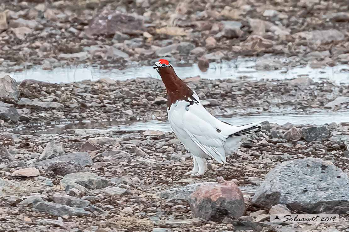 Lagopus lagopus - Pernice bianca nordica - Willow Grouse