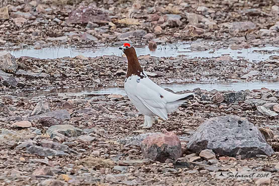 Lagopus lagopus - Pernice bianca nordica - Willow Grouse