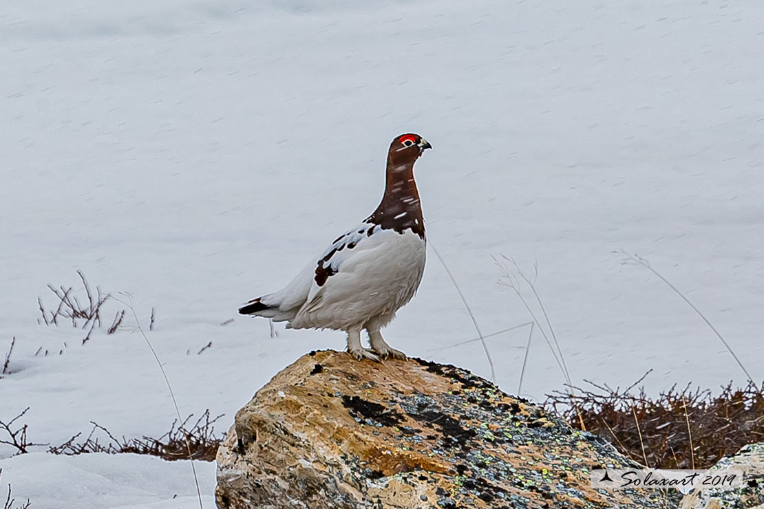 Lagopus lagopus - Pernice bianca nordica - Willow Grouse