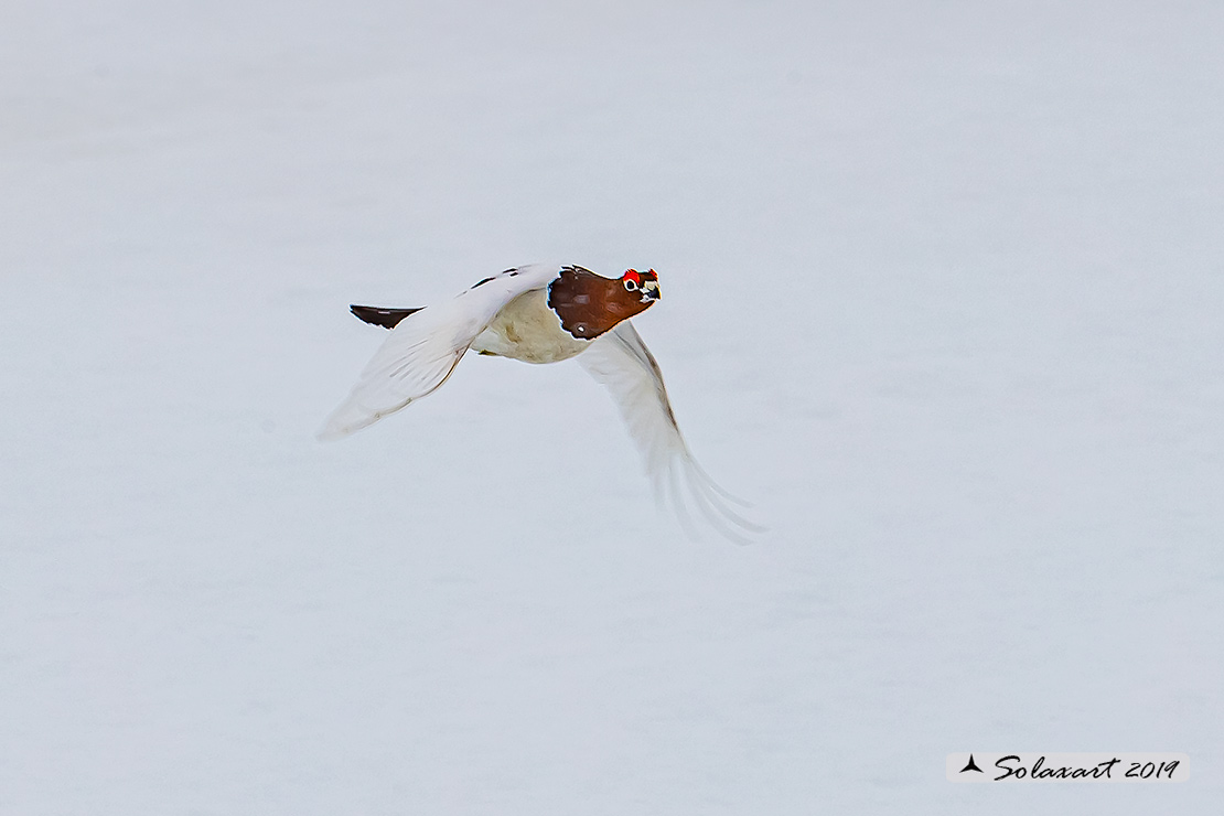 Lagopus lagopus - Pernice bianca nordica - Willow Grouse