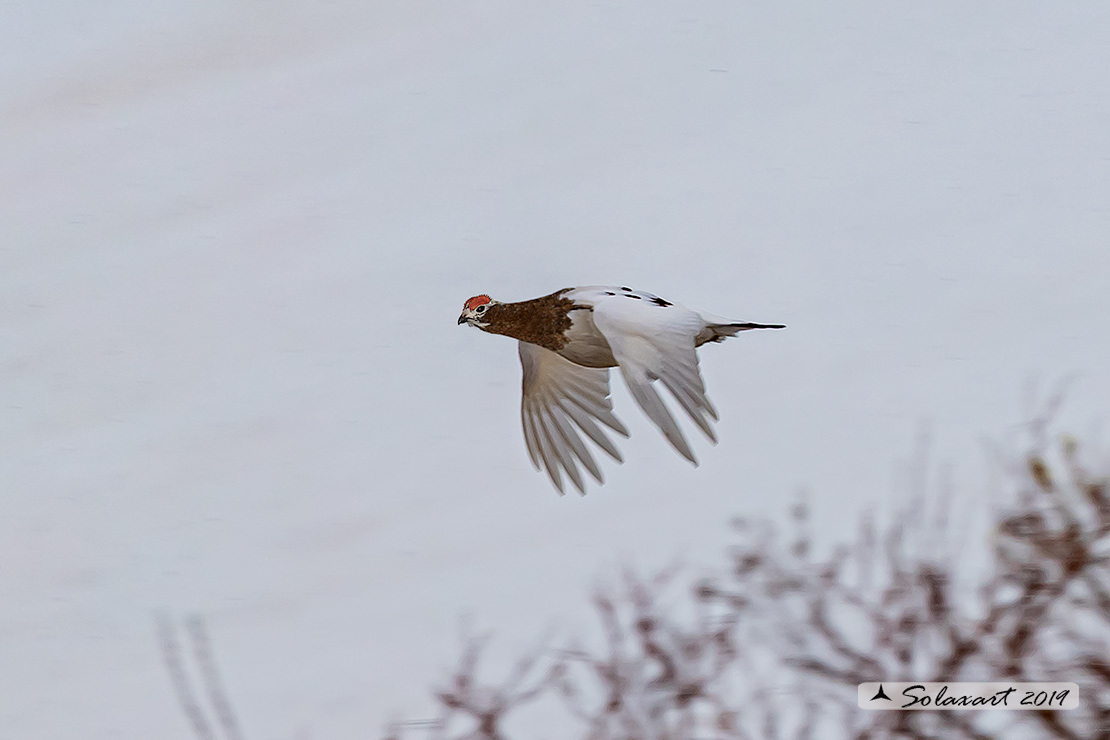 Lagopus lagopus - Pernice bianca nordica - Willow Grouse