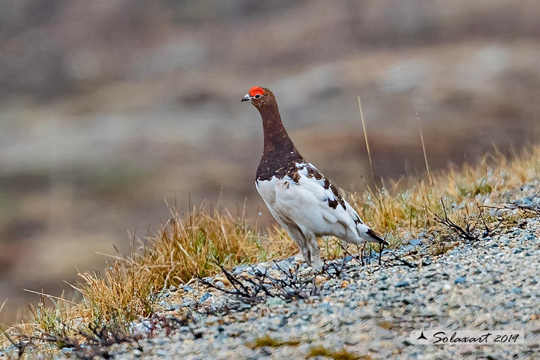 Lagopus lagopus - Pernice bianca nordica - Willow Grouse