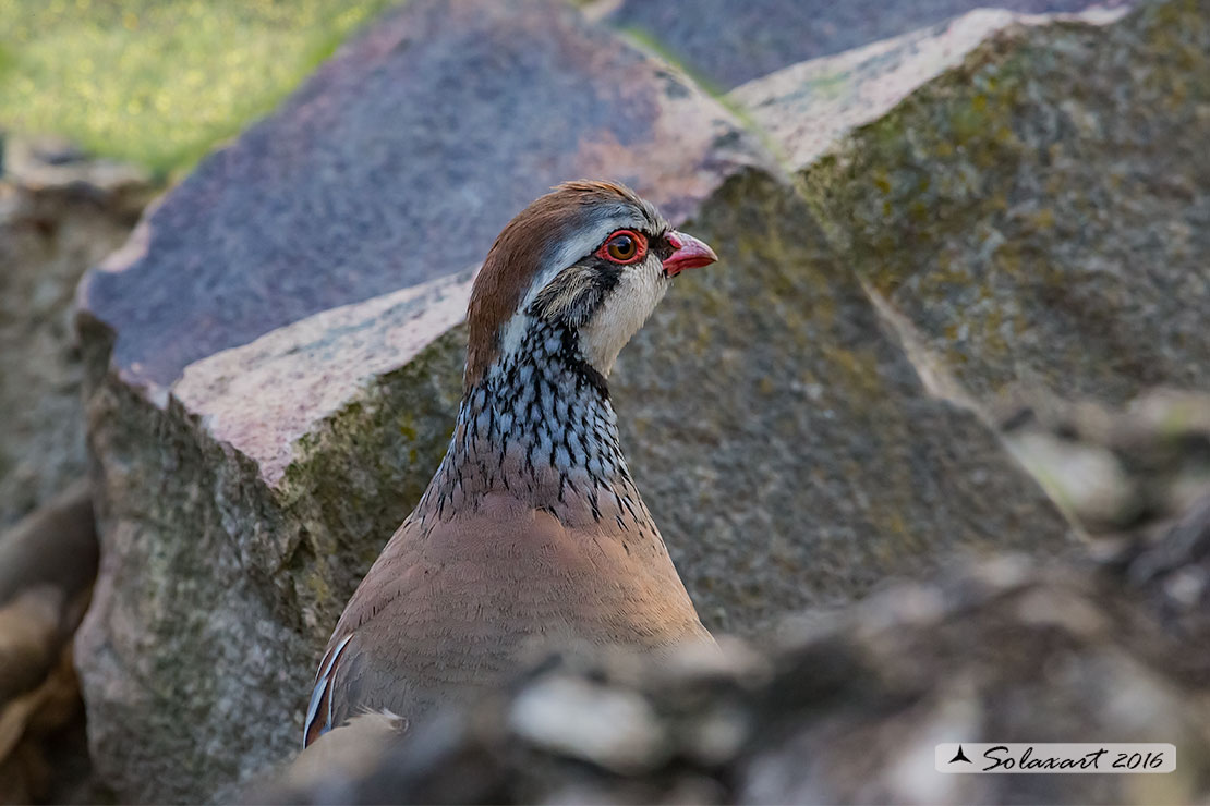 Alectoris rufa :   Pernice rossa ;   Red-legged Partridge