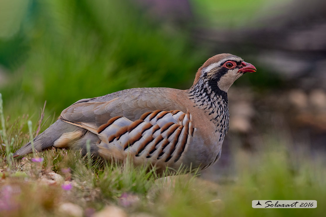 Alectoris rufa :   Pernice rossa ;   Red-legged Partridge