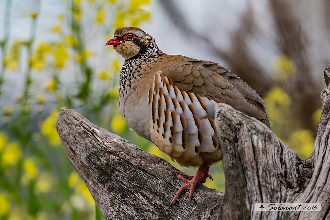 Alectoris rufa :   Pernice rossa ;   Red-legged Partridge