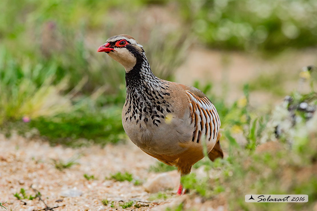 Alectoris rufa :   Pernice rossa ;   Red-legged Partridge