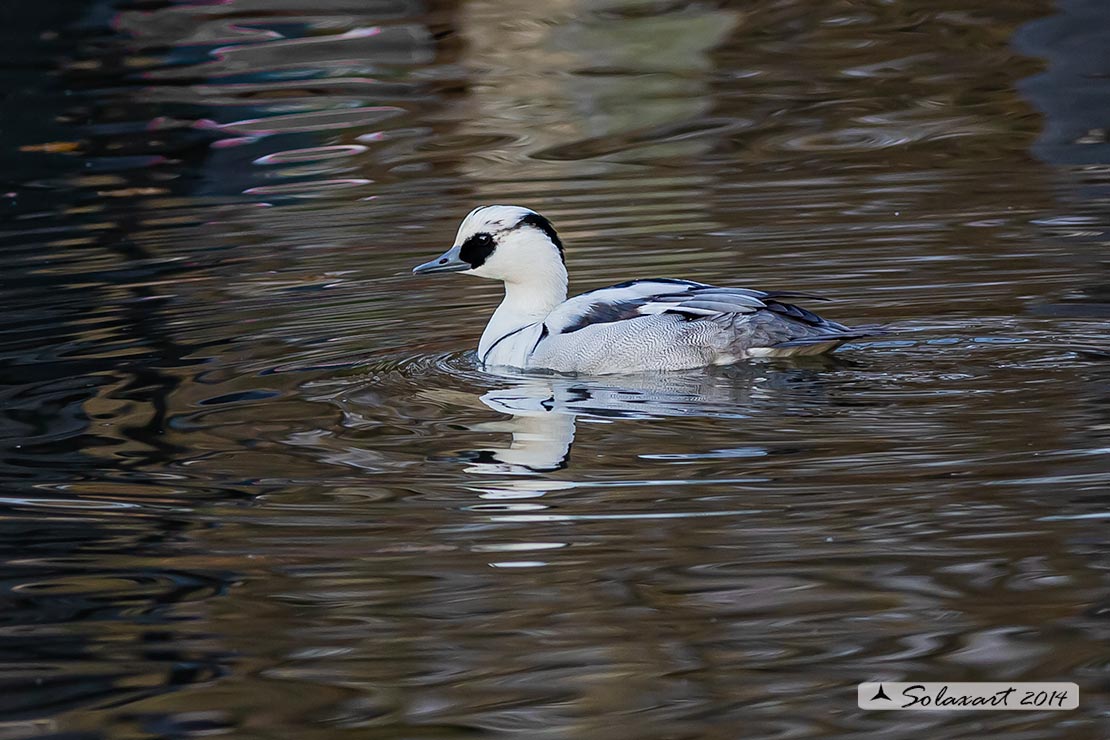 Mergellus albellus - Pesciaiola - Smew