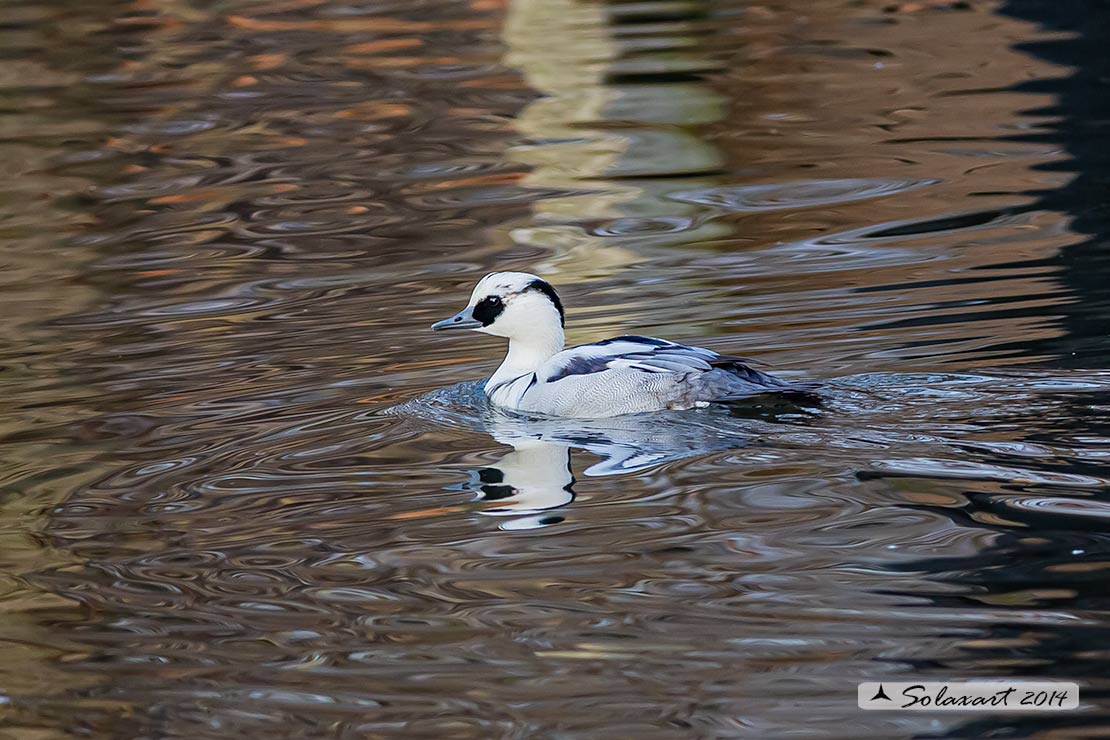 Mergellus albellus - Pesciaiola - Smew