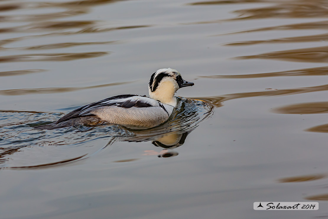 Mergellus albellus - Pesciaiola - Smew