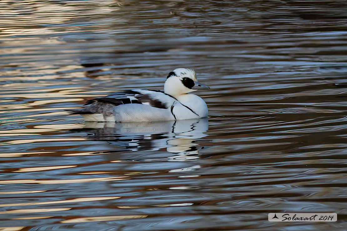 Mergellus albellus - Pesciaiola - Smew