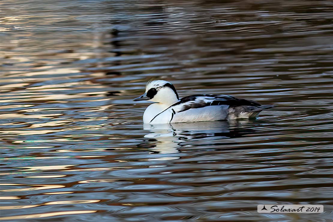 Mergellus albellus - Pesciaiola - Smew