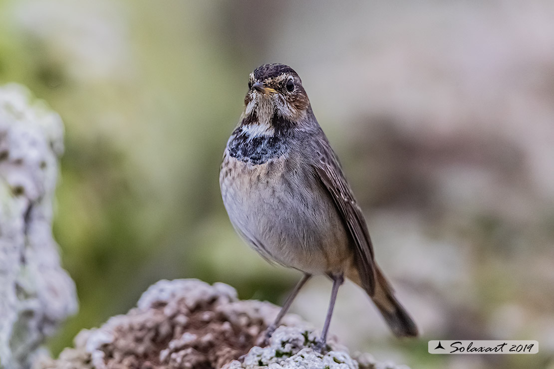 Luscinia svecica cyanecula; Pettazzurro Italy (femmina); Bluethroat White-spotted (Female)